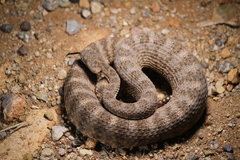 Crotalus tigris