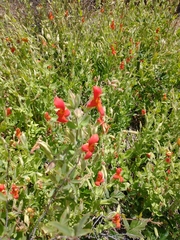 Erythranthe cardinalis