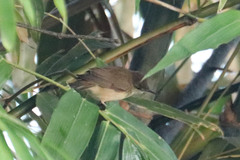 Acrocephalus orientalis
