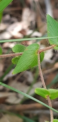 Leucopogon amplexicaulis