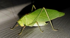 Microcentrum retinerve