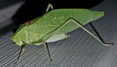 Microcentrum retinerve