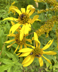 Helianthus decapetalus