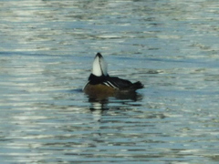 Lophodytes cucullatus