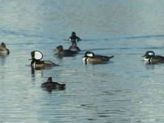 Lophodytes cucullatus