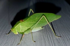 Microcentrum retinerve