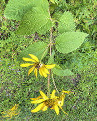 Helianthus decapetalus
