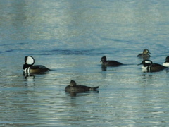 Lophodytes cucullatus