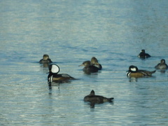 Lophodytes cucullatus