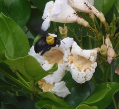 Xylocopa aestuans