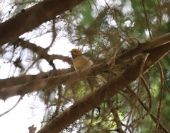 Setophaga occidentalis