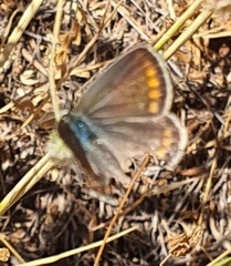 Polyommatus icarus