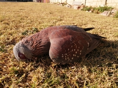 Columba guinea