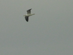 Larus delawarensis