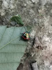 Poecilocoris lewisi