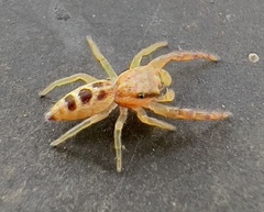 Hentzia