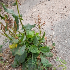 Rumex thyrsiflorus