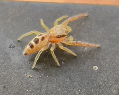 Hentzia