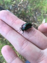 Chalcopteroides cupripennis