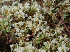 Cuscuta campestris