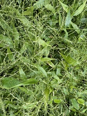 Ichnanthus pallens