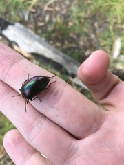 Chalcopteroides cupripennis