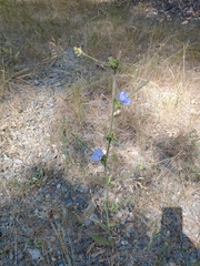 Cichorium intybus