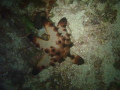 Protoreaster nodosus