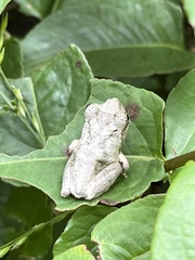 Kurixalus eiffingeri