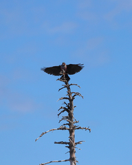 Melanerpes lewis