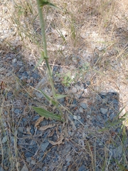 Cichorium intybus