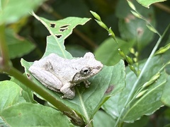 Kurixalus eiffingeri