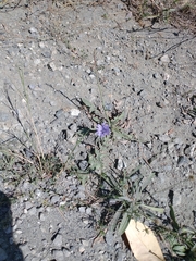 Cichorium intybus