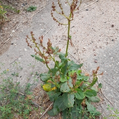 Rumex thyrsiflorus