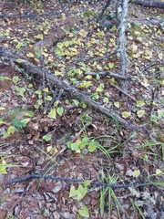 Maianthemum bifolium