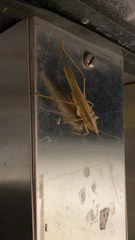 Neoconocephalus triops