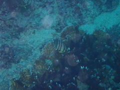 Chaetodon octofasciatus