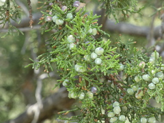 Juniperus monosperma