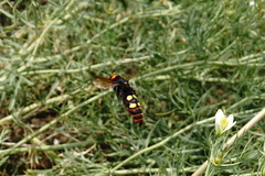 Megascolia maculata