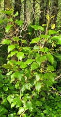 Populus balsamifera