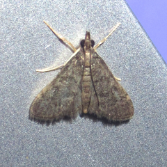 Steniodes declivalis