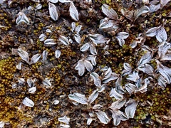 Riccia