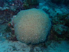 Physogyra lichtensteini