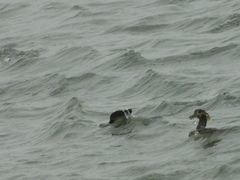 Lophodytes cucullatus