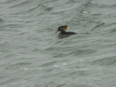 Lophodytes cucullatus