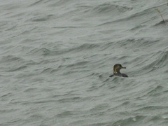 Lophodytes cucullatus