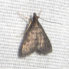 Steniodes declivalis