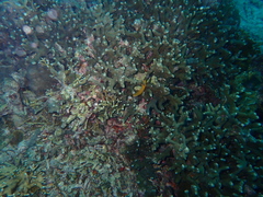 Pomacentrus moluccensis