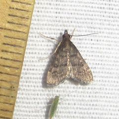 Steniodes declivalis