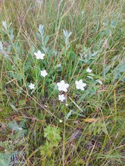 Parnassia palustris
